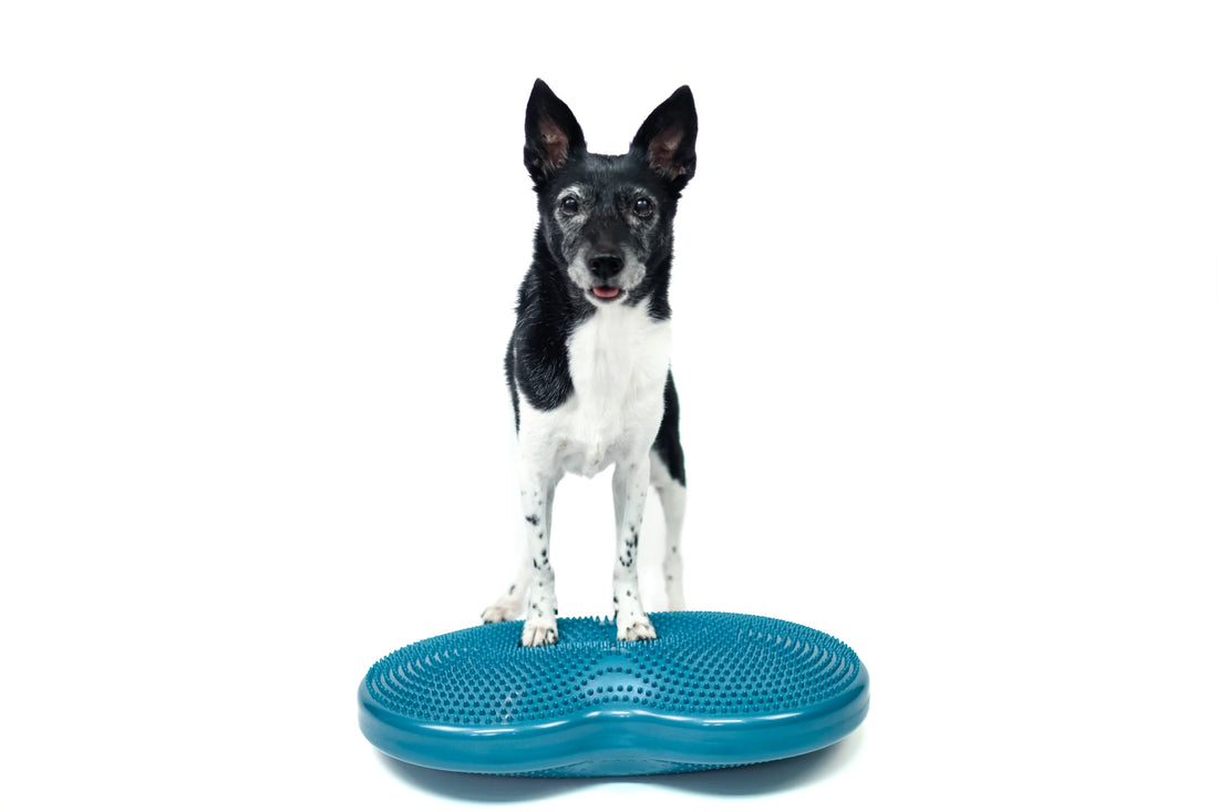 FitPaws Duo Disc