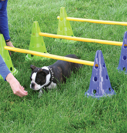 Canine gym outlet gear